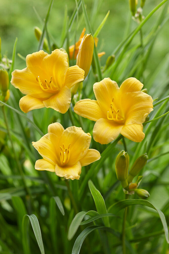 Daglilje-Hemerocallis Stella d'Or 1-pakning